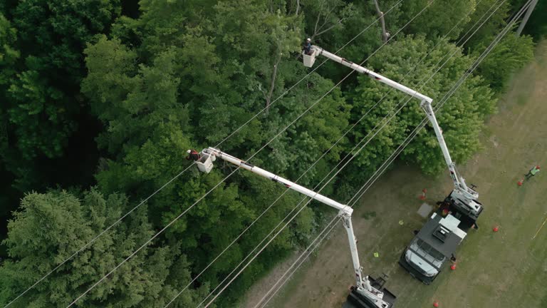 Best Hazardous Tree Removal  in , GA